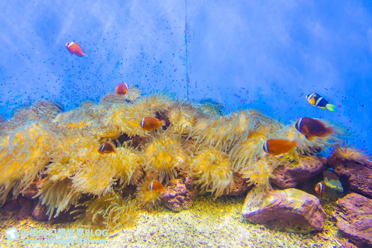 [澎湖景點]2021澎湖水族館全攻略/最優惠門票+活動時間表/超美海底隧道+必看大洋池餵食秀