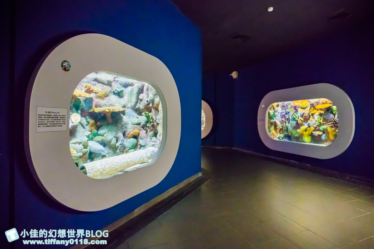 [澎湖景點]2021澎湖水族館全攻略/最優惠門票+活動時間表/超美海底隧道+必看大洋池餵食秀