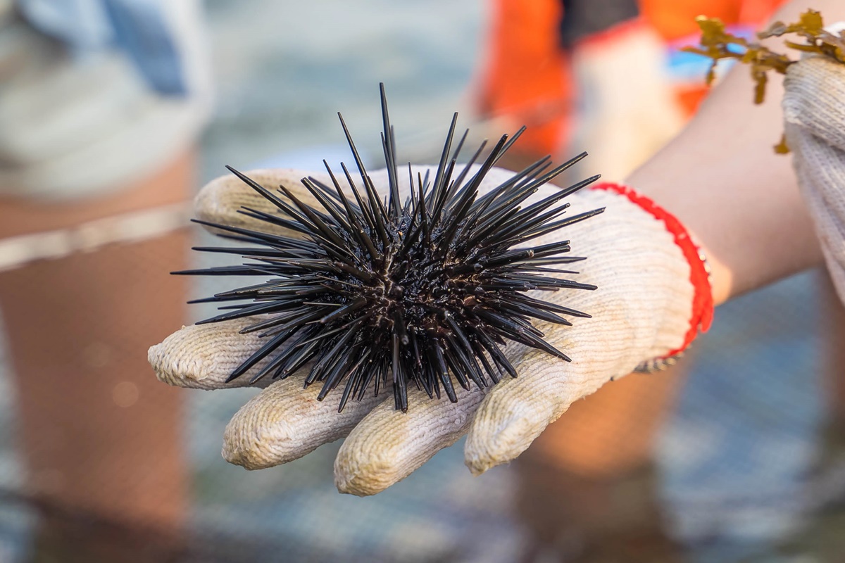 [澎湖行程]阿婆抱墩/全世界唯一的抱墩捕魚法/現抓石斑魚超有趣/澎湖抱墩體驗推薦