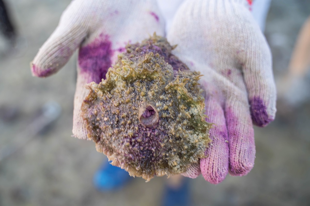 [澎湖行程]阿婆抱墩/全世界唯一的抱墩捕魚法/現抓石斑魚超有趣/澎湖抱墩體驗推薦