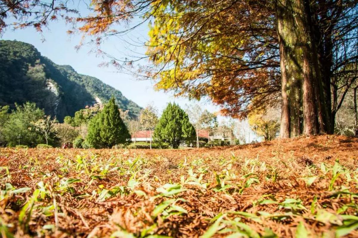 奧萬大森林遊樂區