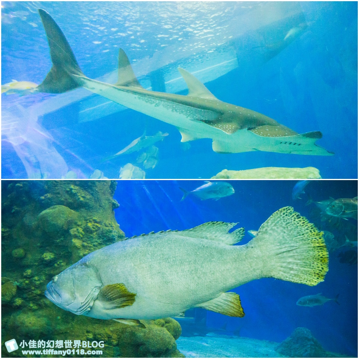 [澎湖景點]2021澎湖水族館全攻略/最優惠門票+活動時間表/超美海底隧道+必看大洋池餵食秀