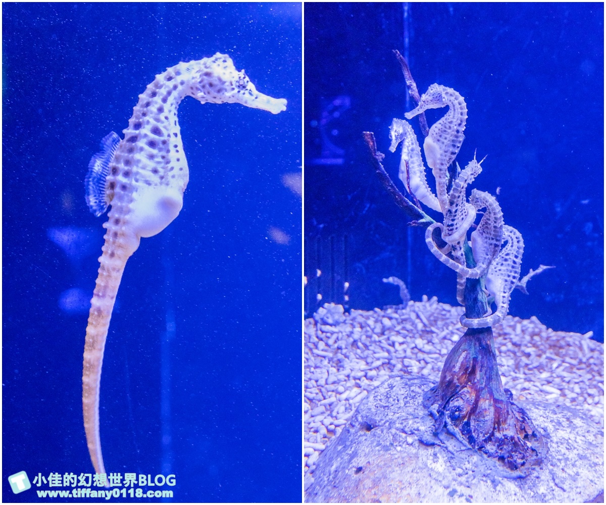 [澎湖景點]2021澎湖水族館全攻略/最優惠門票+活動時間表/超美海底隧道+必看大洋池餵食秀