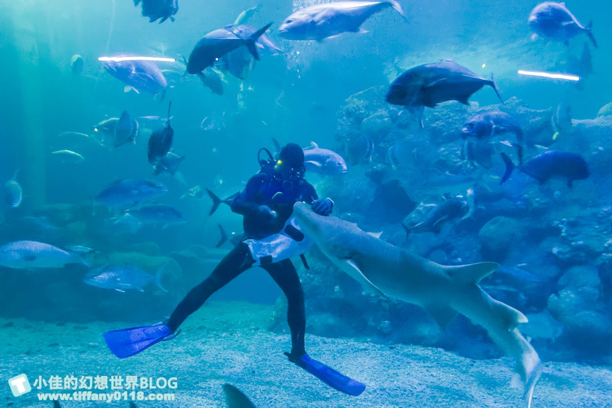 [澎湖景點]2021澎湖水族館全攻略/最優惠門票+活動時間表/超美海底隧道+必看大洋池餵食秀