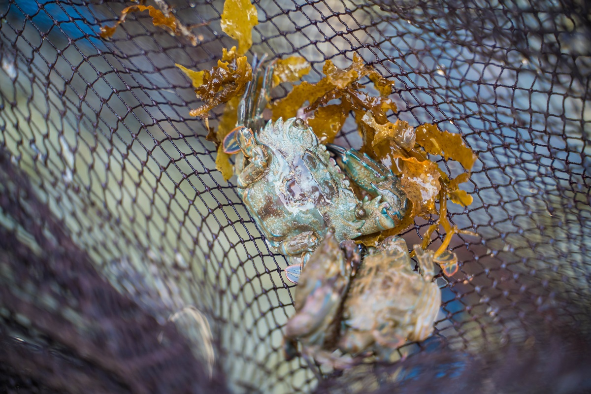 [澎湖行程]阿婆抱墩/全世界唯一的抱墩捕魚法/現抓石斑魚超有趣/澎湖抱墩體驗推薦