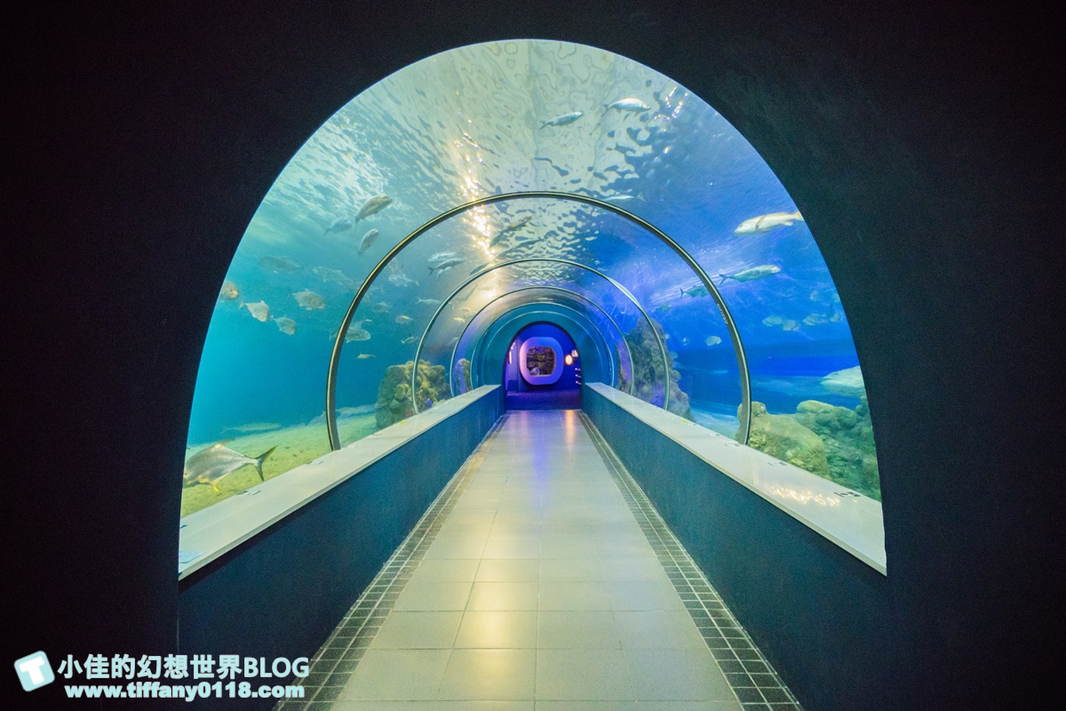 [澎湖景點]2021澎湖水族館全攻略/最優惠門票+活動時間表/超美海底隧道+必看大洋池餵食秀