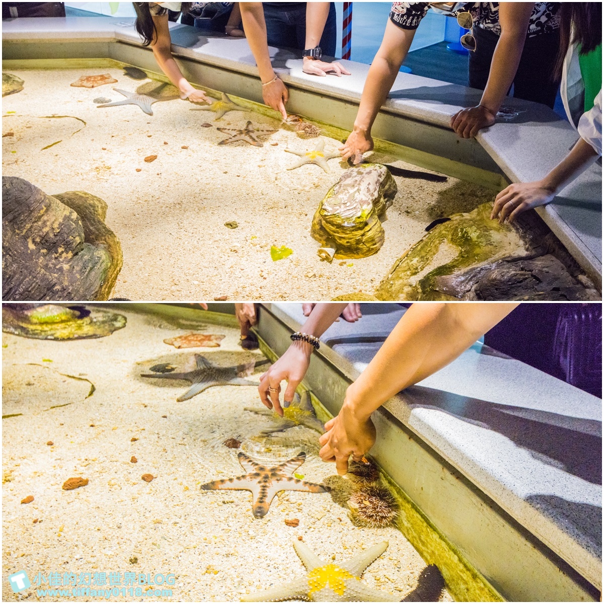 [澎湖景點]2021澎湖水族館全攻略/最優惠門票+活動時間表/超美海底隧道+必看大洋池餵食秀