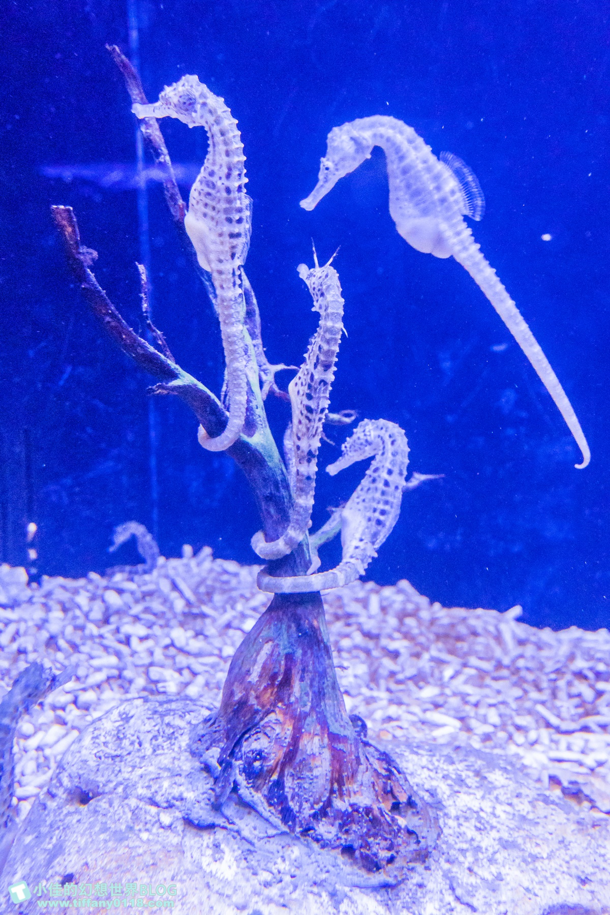 [澎湖景點]2021澎湖水族館全攻略/最優惠門票+活動時間表/超美海底隧道+必看大洋池餵食秀