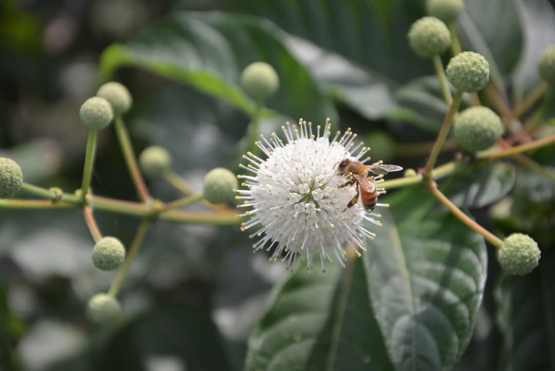 [宜蘭旅遊]冬山河休閒農業區兩天一夜這樣玩/餵鴨做鹹蛋DIY、搭鴨母船遊河、水火同源超大溜滑梯、52甲私房秘境