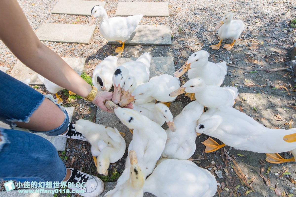 [宜蘭旅遊]冬山河休閒農業區兩天一夜這樣玩/餵鴨做鹹蛋DIY、搭鴨母船遊河、水火同源超大溜滑梯、52甲私房秘境