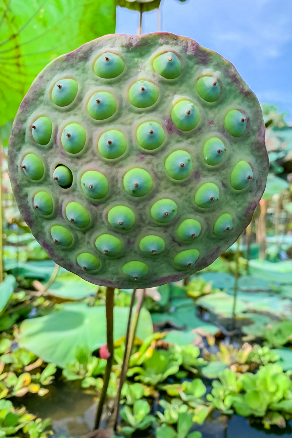 [宜蘭旅遊]冬山河休閒農業區兩天一夜這樣玩/餵鴨做鹹蛋DIY、搭鴨母船遊河、水火同源超大溜滑梯、52甲私房秘境