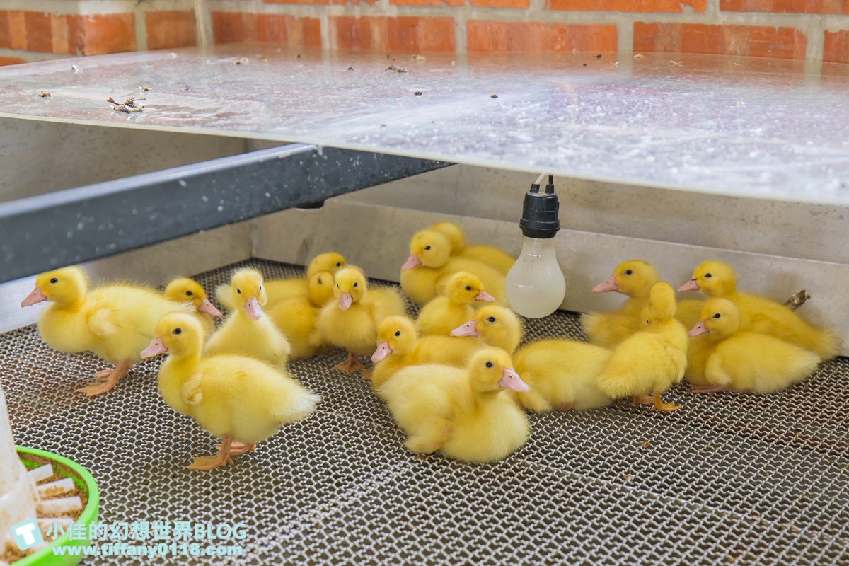 [宜蘭旅遊]冬山河休閒農業區兩天一夜這樣玩/餵鴨做鹹蛋DIY、搭鴨母船遊河、水火同源超大溜滑梯、52甲私房秘境