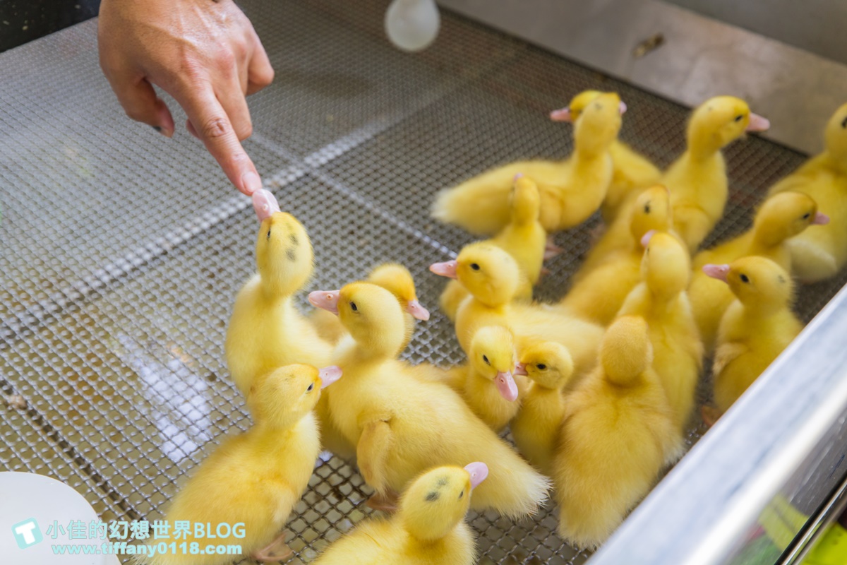 [宜蘭旅遊]冬山河休閒農業區兩天一夜這樣玩/餵鴨做鹹蛋DIY、搭鴨母船遊河、水火同源超大溜滑梯、52甲私房秘境