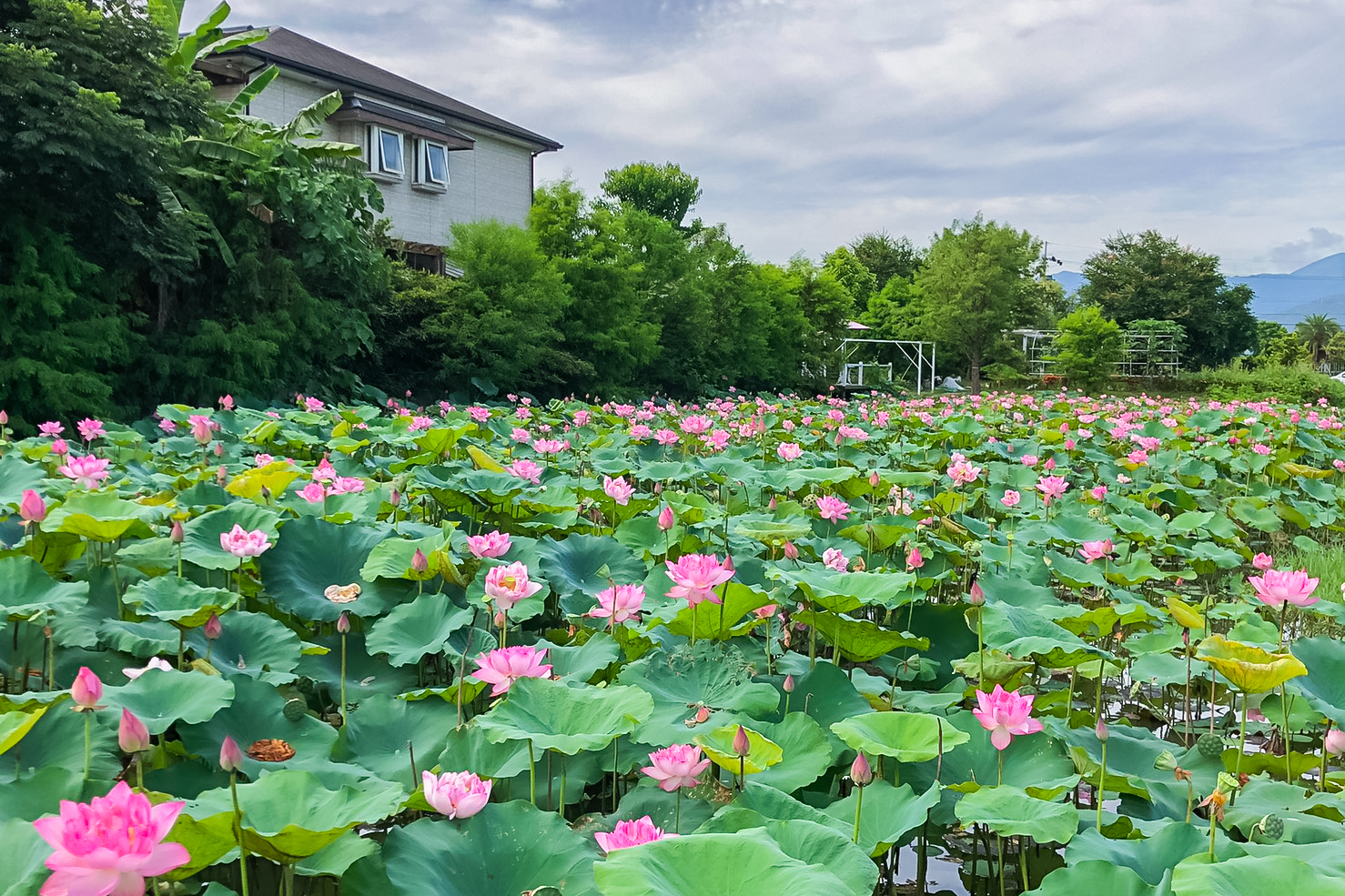 [宜蘭旅遊]冬山河休閒農業區兩天一夜這樣玩/餵鴨做鹹蛋DIY、搭鴨母船遊河、水火同源超大溜滑梯、52甲私房秘境