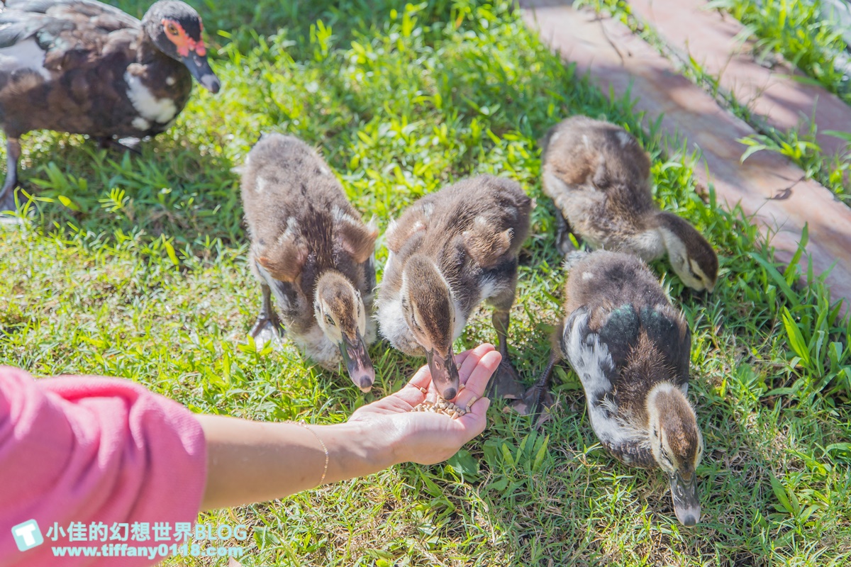 [宜蘭景點]可達休閒羊場(免門票)/超多可愛動物可餵食，還能體驗擠羊奶/宜蘭親子景點推薦