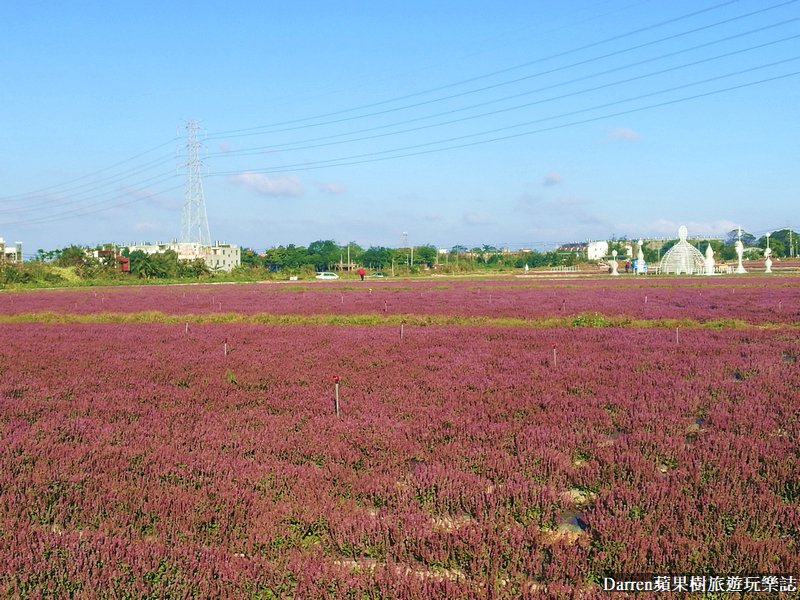 2021桃園仙草花節癒風仙境|桃園仙草花海紫色花海時間地點交通資訊整理
