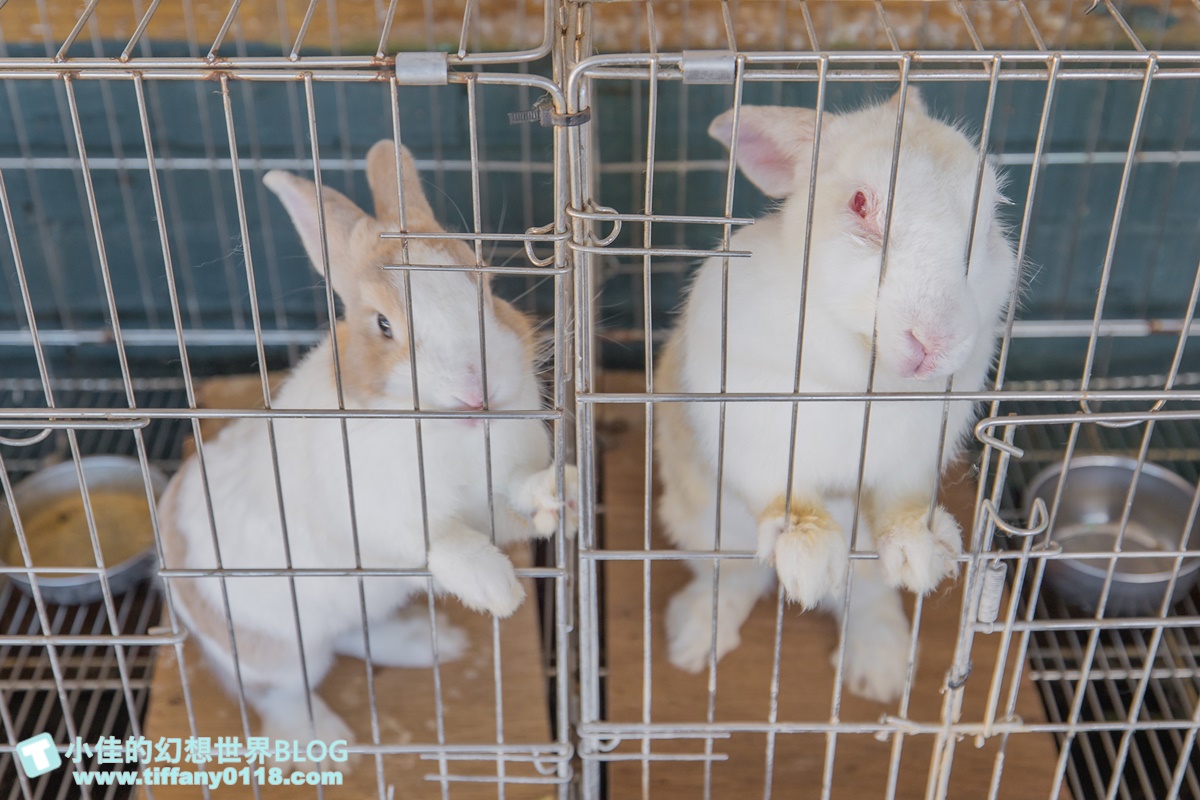 [宜蘭景點]可達休閒羊場(免門票)/超多可愛動物可餵食，還能體驗擠羊奶/宜蘭親子景點推薦
