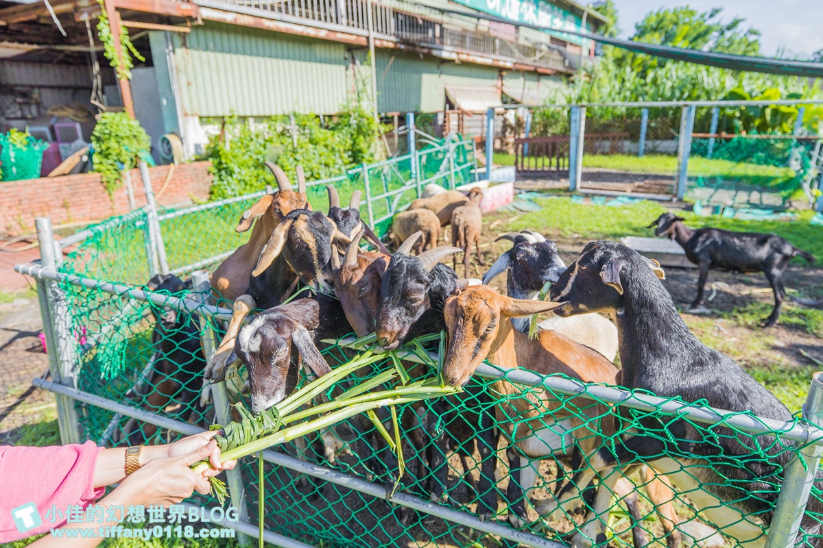 [宜蘭景點]可達休閒羊場(免門票)/超多可愛動物可餵食，還能體驗擠羊奶/宜蘭親子景點推薦