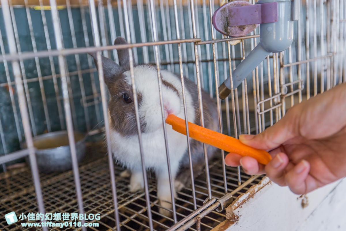 [宜蘭景點]可達休閒羊場(免門票)/超多可愛動物可餵食，還能體驗擠羊奶/宜蘭親子景點推薦