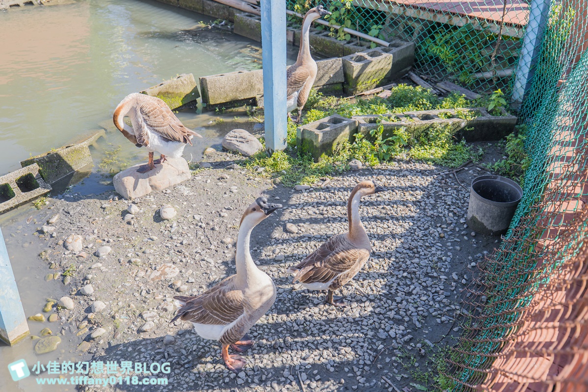 [宜蘭景點]可達休閒羊場(免門票)/超多可愛動物可餵食，還能體驗擠羊奶/宜蘭親子景點推薦