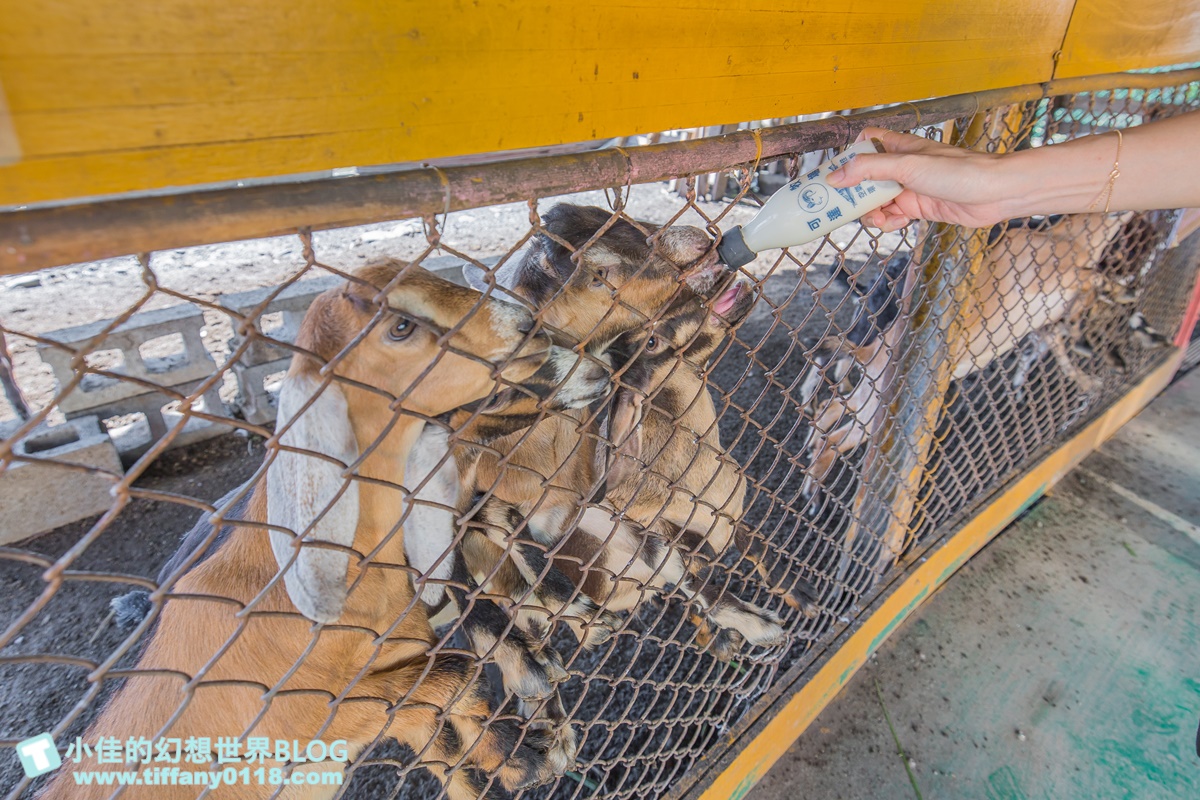 [宜蘭景點]可達休閒羊場(免門票)/超多可愛動物可餵食，還能體驗擠羊奶/宜蘭親子景點推薦