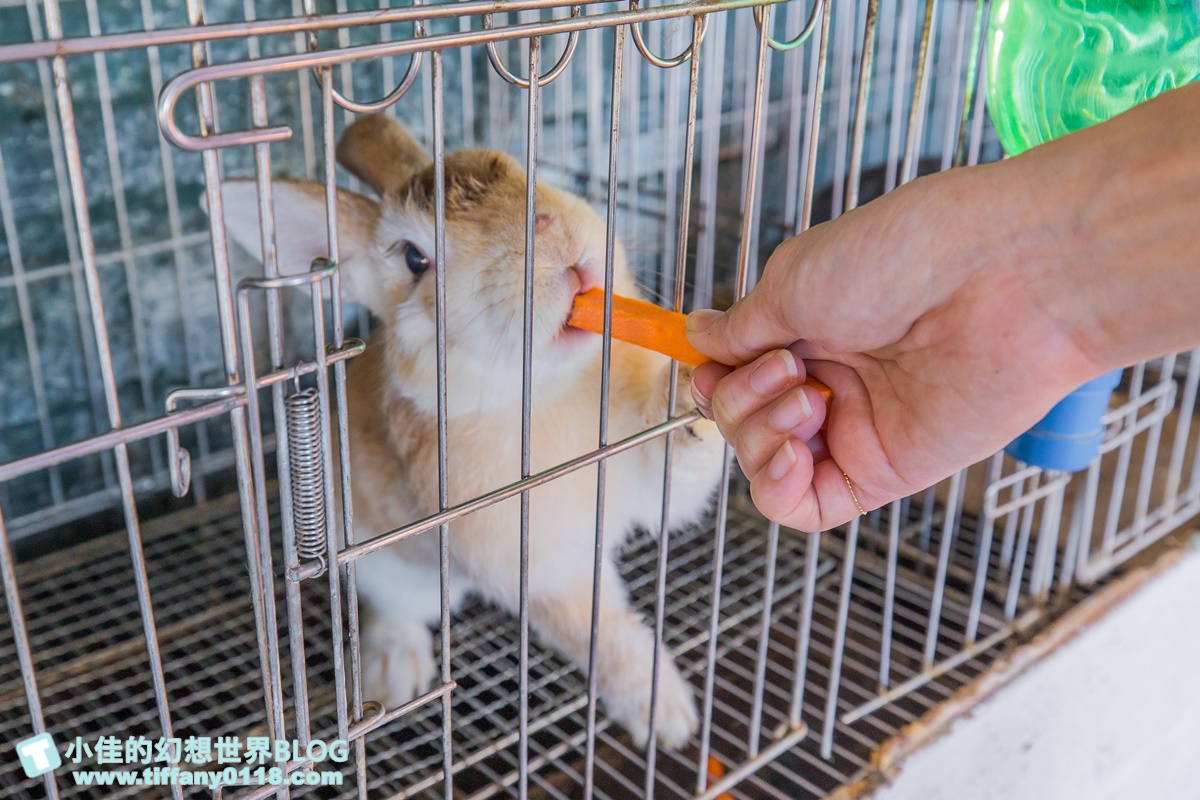 [宜蘭景點]可達休閒羊場(免門票)/超多可愛動物可餵食，還能體驗擠羊奶/宜蘭親子景點推薦