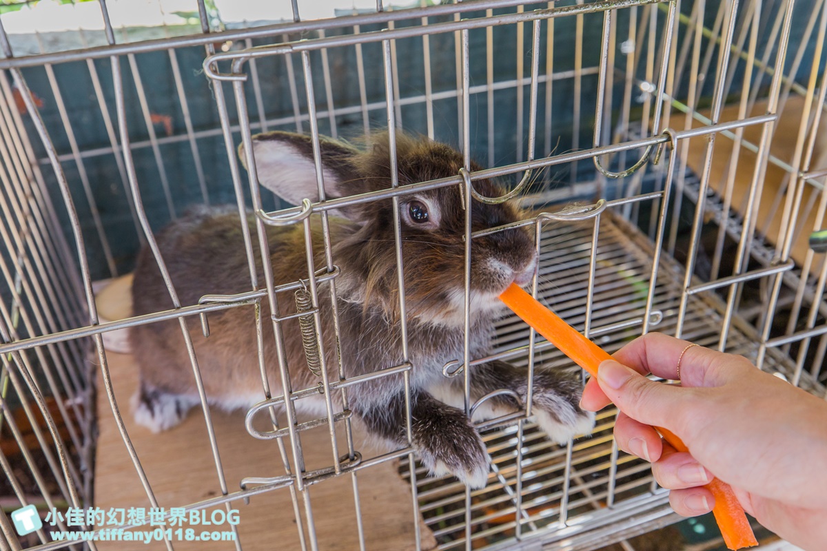 [宜蘭景點]可達休閒羊場(免門票)/超多可愛動物可餵食，還能體驗擠羊奶/宜蘭親子景點推薦