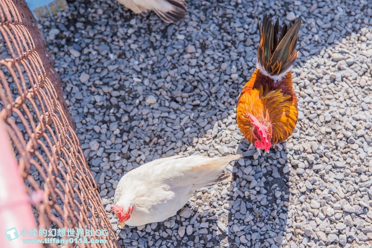 [宜蘭景點]可達休閒羊場(免門票)/超多可愛動物可餵食，還能體驗擠羊奶/宜蘭親子景點推薦