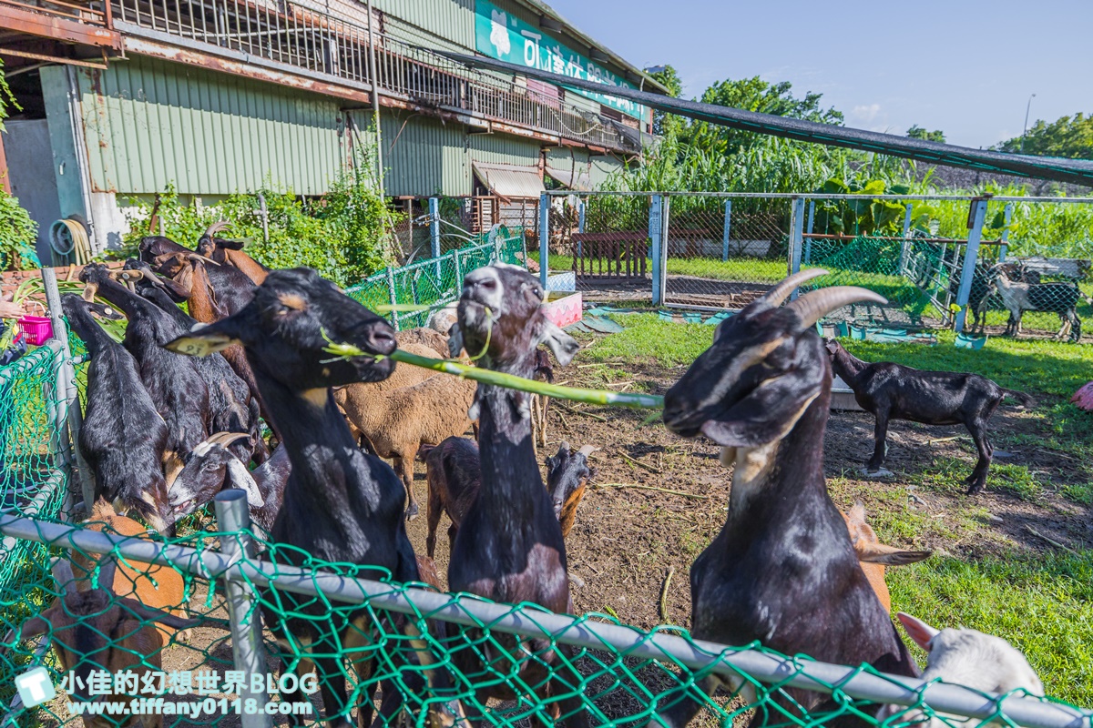 [宜蘭景點]可達休閒羊場(免門票)/超多可愛動物可餵食，還能體驗擠羊奶/宜蘭親子景點推薦