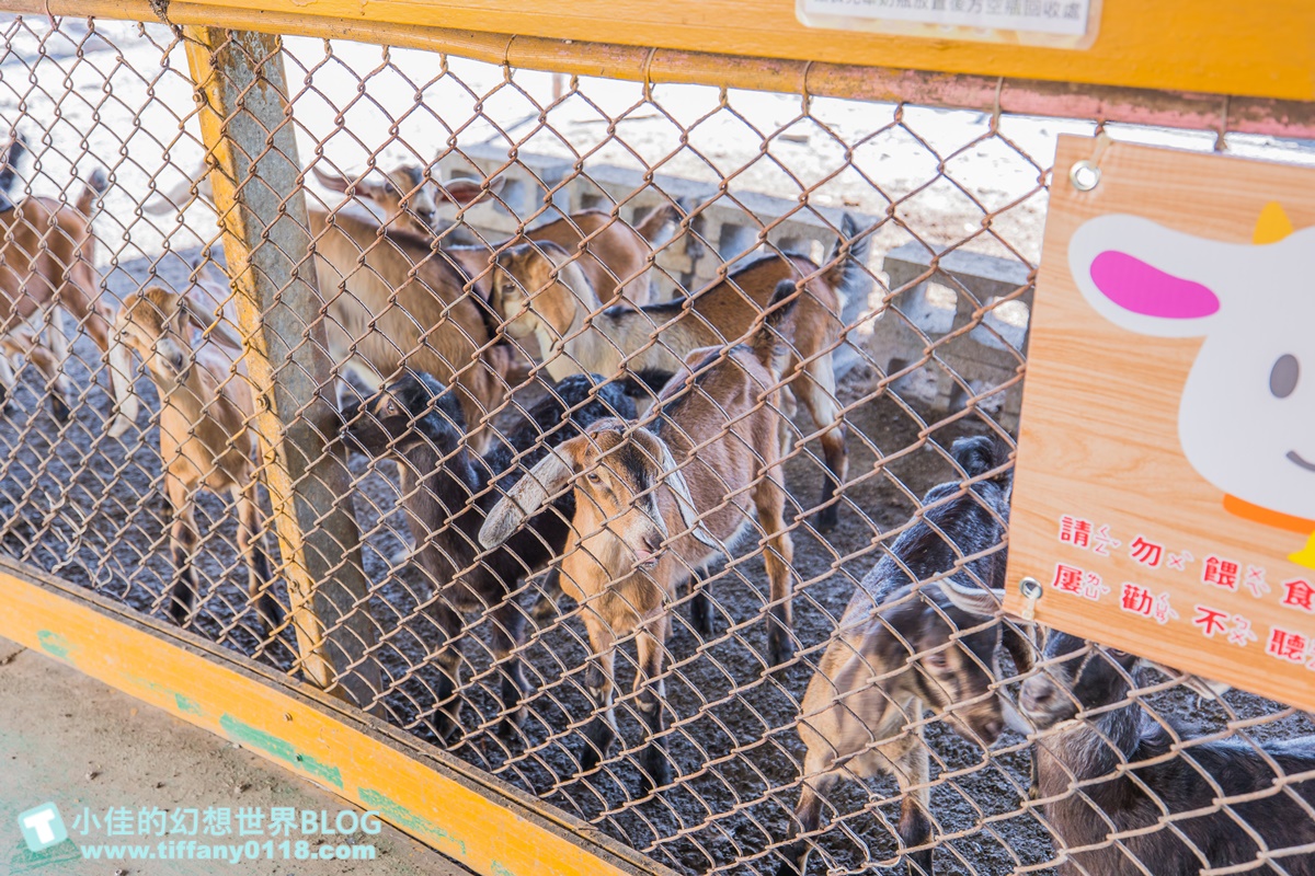 [宜蘭景點]可達休閒羊場(免門票)/超多可愛動物可餵食，還能體驗擠羊奶/宜蘭親子景點推薦