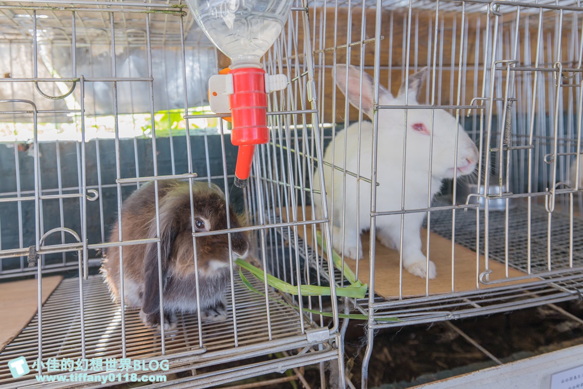 [宜蘭景點]可達休閒羊場(免門票)/超多可愛動物可餵食，還能體驗擠羊奶/宜蘭親子景點推薦