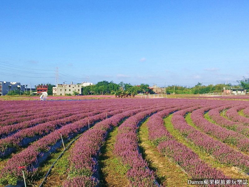 2021桃園仙草花節癒風仙境|桃園仙草花海紫色花海時間地點交通資訊整理