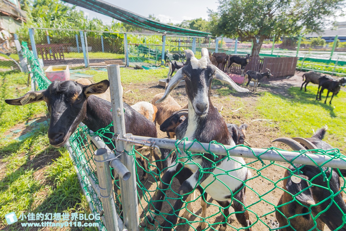 [宜蘭景點]可達休閒羊場(免門票)/超多可愛動物可餵食，還能體驗擠羊奶/宜蘭親子景點推薦