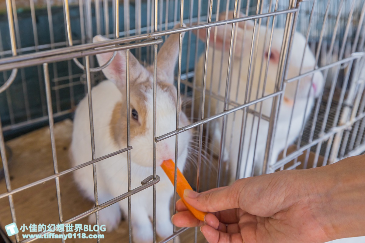 [宜蘭景點]可達休閒羊場(免門票)/超多可愛動物可餵食，還能體驗擠羊奶/宜蘭親子景點推薦