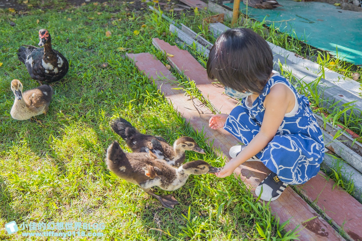 [宜蘭景點]可達休閒羊場(免門票)/超多可愛動物可餵食，還能體驗擠羊奶/宜蘭親子景點推薦