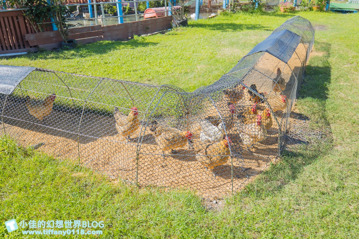 [宜蘭景點]可達休閒羊場(免門票)/超多可愛動物可餵食，還能體驗擠羊奶/宜蘭親子景點推薦