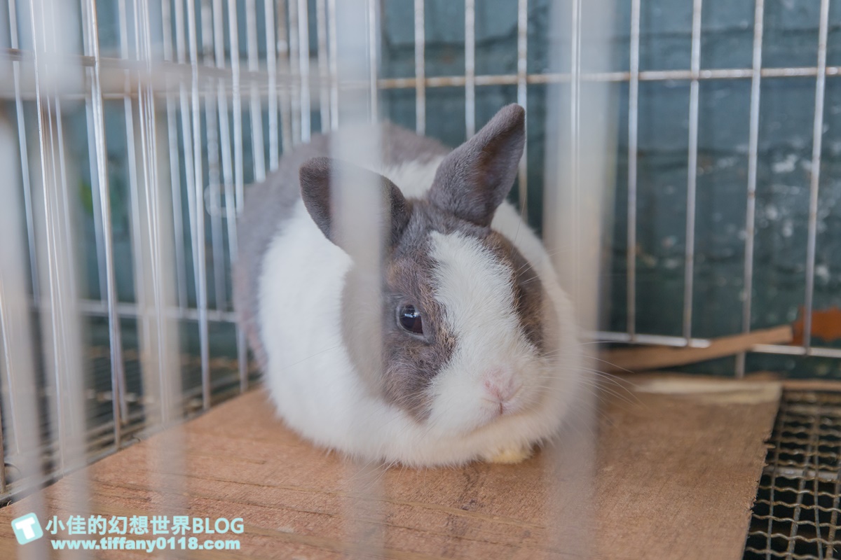 [宜蘭景點]可達休閒羊場(免門票)/超多可愛動物可餵食，還能體驗擠羊奶/宜蘭親子景點推薦