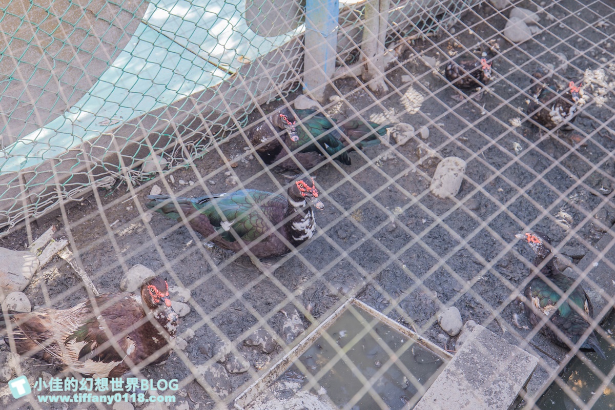 [宜蘭景點]可達休閒羊場(免門票)/超多可愛動物可餵食，還能體驗擠羊奶/宜蘭親子景點推薦