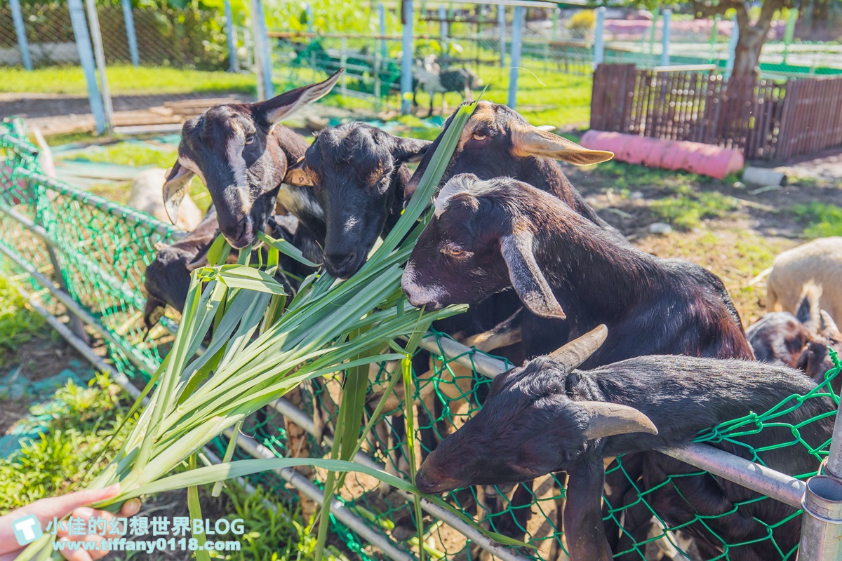 [宜蘭景點]可達休閒羊場(免門票)/超多可愛動物可餵食，還能體驗擠羊奶/宜蘭親子景點推薦
