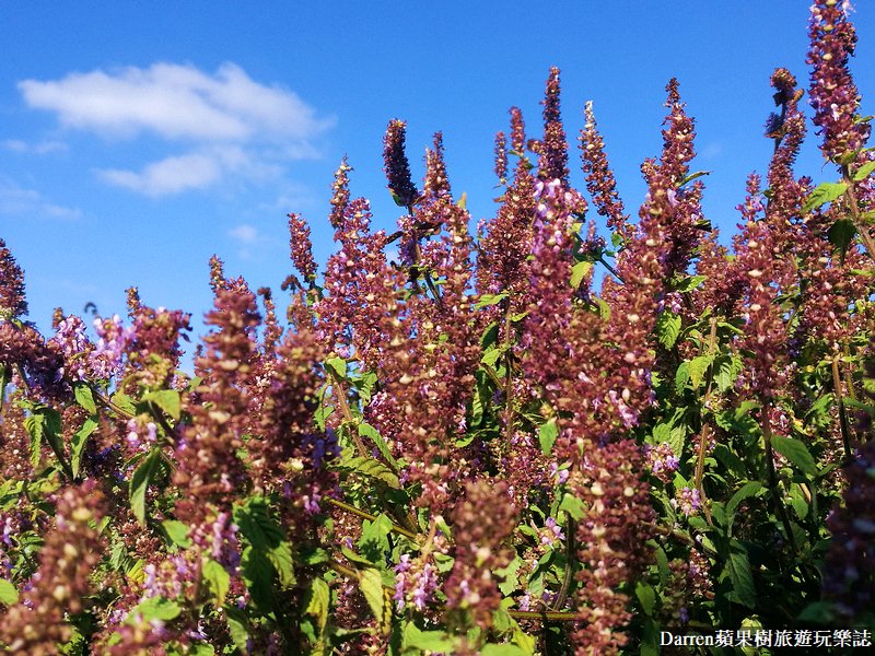 2021桃園仙草花節癒風仙境|桃園仙草花海紫色花海時間地點交通資訊整理