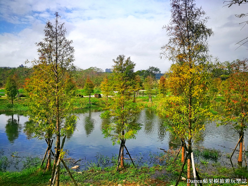 桃園大溪落羽松|月眉人工濕地落羽松/月眉人工濕地生態公園怎麼去交通