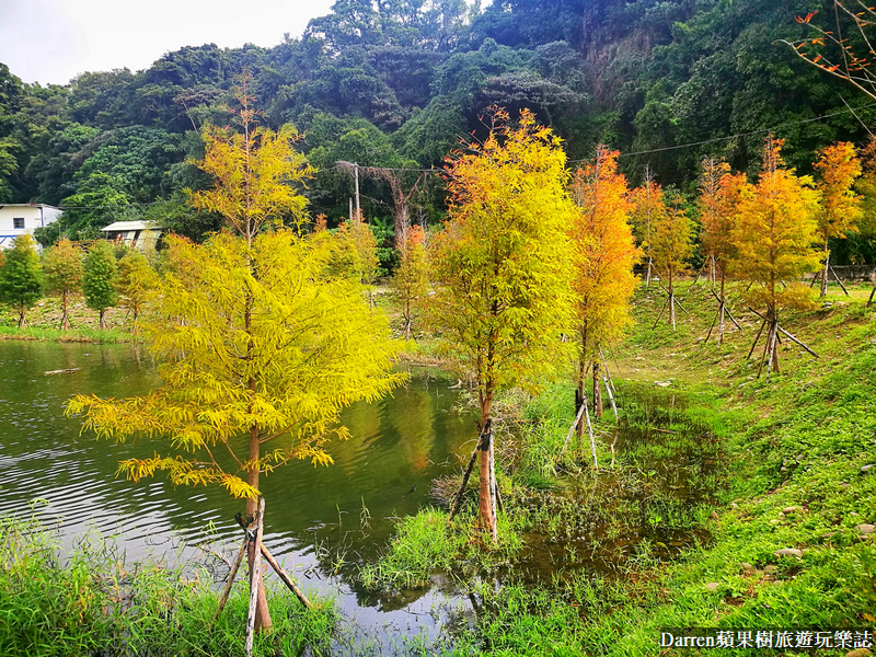 桃園大溪落羽松|月眉人工濕地落羽松/月眉人工濕地生態公園怎麼去交通
