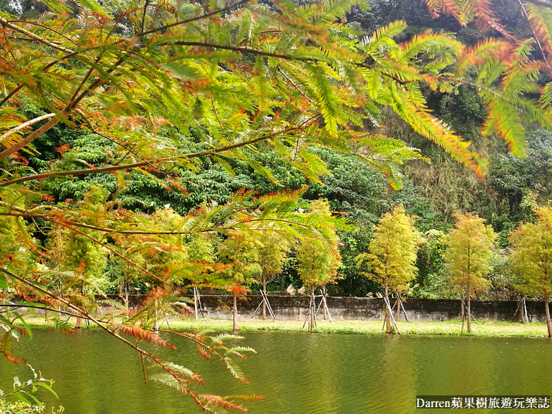 桃園大溪落羽松|月眉人工濕地落羽松/月眉人工濕地生態公園怎麼去交通