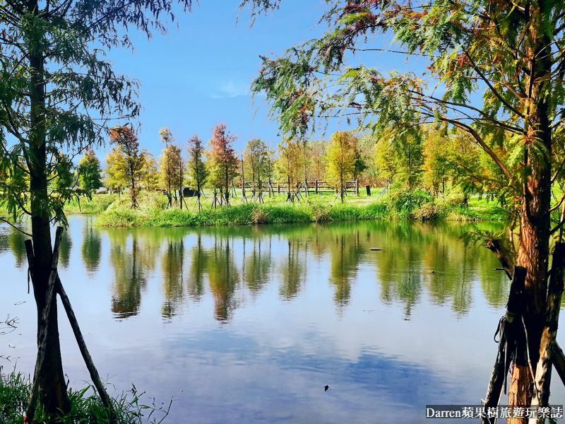 桃園大溪落羽松|月眉人工濕地落羽松/月眉人工濕地生態公園怎麼去交通