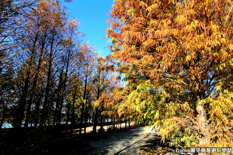 台中景點,台中拍照景點,落羽松景點,台中旅遊景點,泰安落羽松,台中落羽松,泰安落羽松秘境,台中秘境