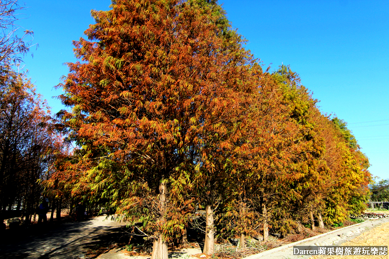 台中景點,台中拍照景點,落羽松景點,台中旅遊景點,泰安落羽松,台中落羽松,泰安落羽松秘境,台中秘境