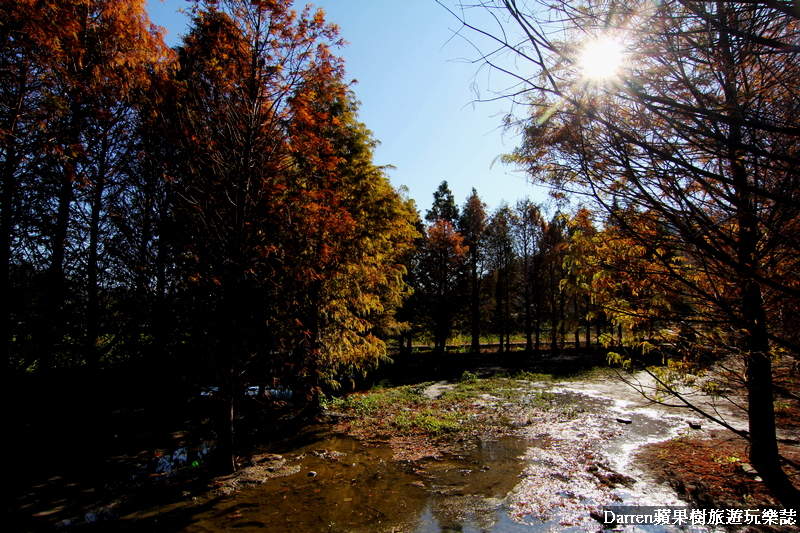 台中景點,台中拍照景點,落羽松景點,台中旅遊景點,泰安落羽松,台中落羽松,泰安落羽松秘境,台中秘境
