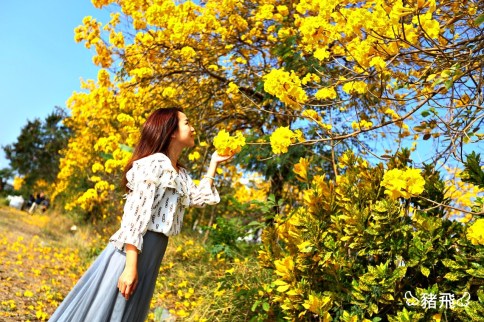 嘉義八掌溪黃花風鈴木3 2020黃花風鈴木|初春最美風景的黃金花海盛開!嘉義台中三處景點分享來了!