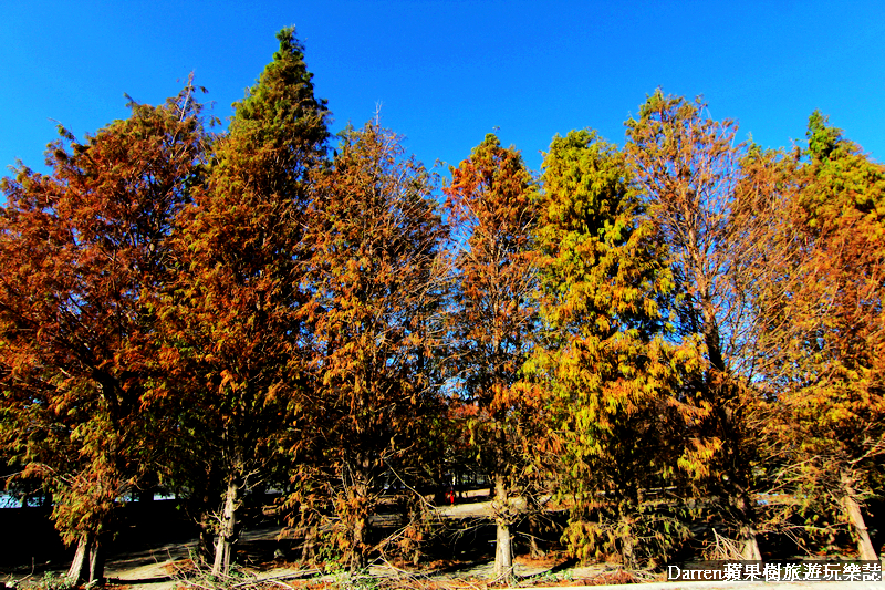 台中景點,台中拍照景點,落羽松景點,台中旅遊景點,泰安落羽松,台中落羽松,泰安落羽松秘境,台中秘境