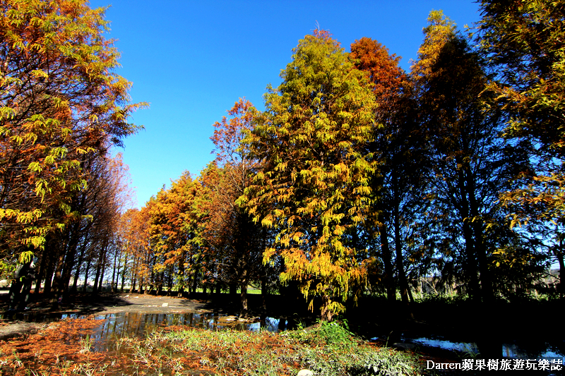 台中景點,台中拍照景點,落羽松景點,台中旅遊景點,泰安落羽松,台中落羽松,泰安落羽松秘境,台中秘境